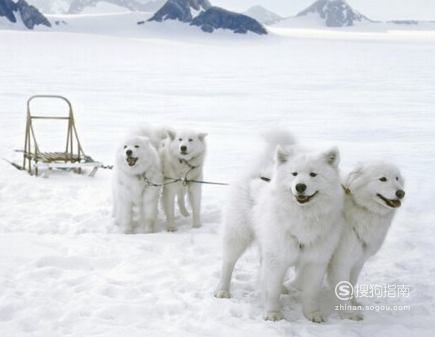 為什麼薩摩耶犬阿拉斯加哈士奇是雪橇三傻