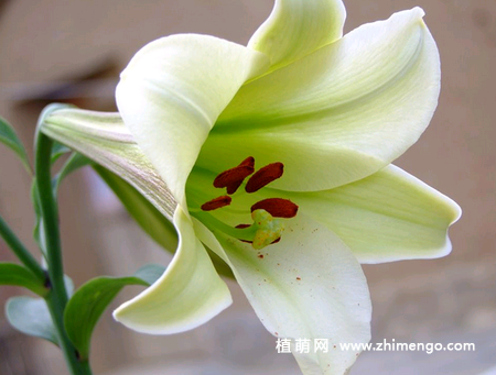 百合花有毒吗适合在室内养吗不来充充电吗