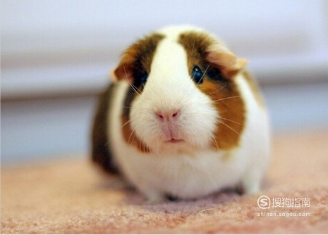 荷兰猪的叫声都是什么含义 如何分辨,原来是这