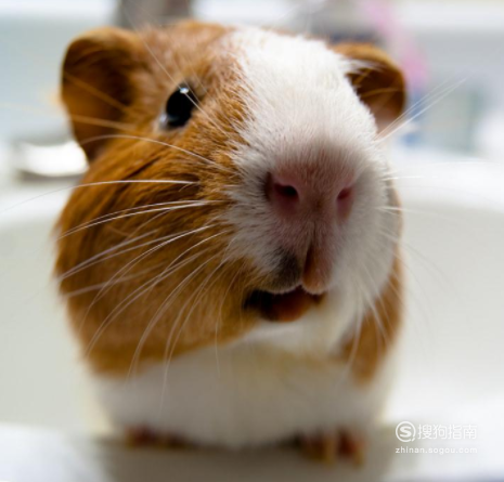 荷兰猪的叫声都是什么含义 如何分辨,原来是这