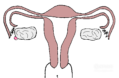 怎样才能怀孕图解演示女性受孕全过程教学教学了