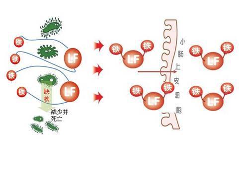 乳铁蛋白 搜狗科学百科