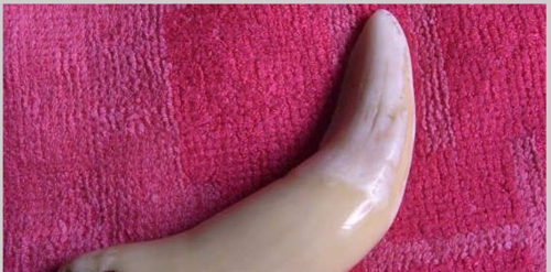 下面刘二为大家分享一下虎牙与骆驼牙的基本对比在市面上作假虎牙的