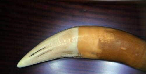 不管是上牙还是下牙不能否认的就是牙尖处都会有1-2条血槽,虎牙随着