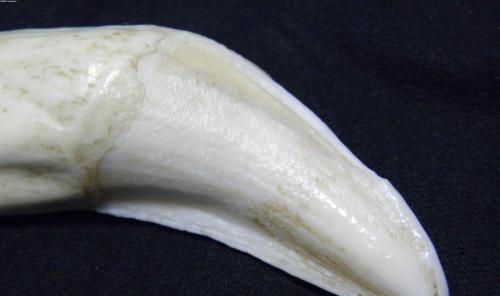 不管是上牙还是下牙不能否认的就是牙尖处都会有1-2条血槽,虎牙随着