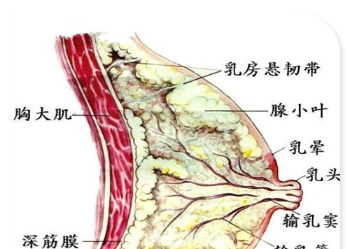 乳房有硬块疼怎么办看完你就知道了