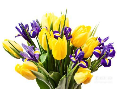 各种花的寓意,这些经验不可多得