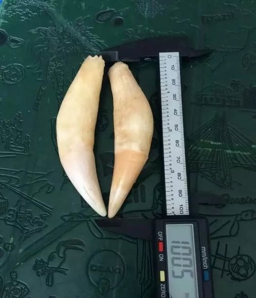 虎牙怎么分辨真假你需要学习了