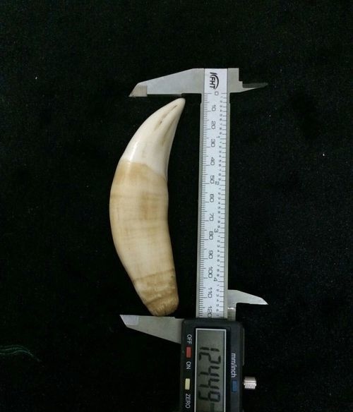 下面刘二为大家分享一下虎牙与骆驼牙的基本对比在市面上作假虎牙的