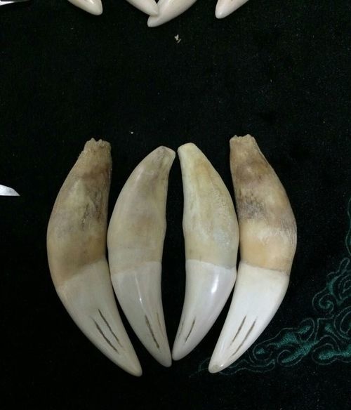 虎牙怎么分辨真假你需要学习了