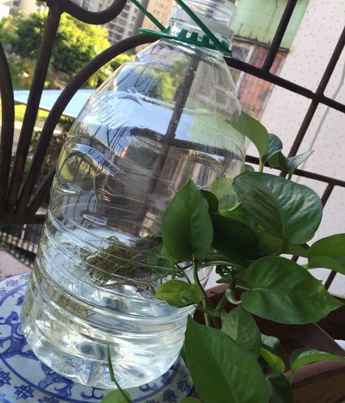 如何用矿泉水瓶做花盆这些知识你不一定知道
