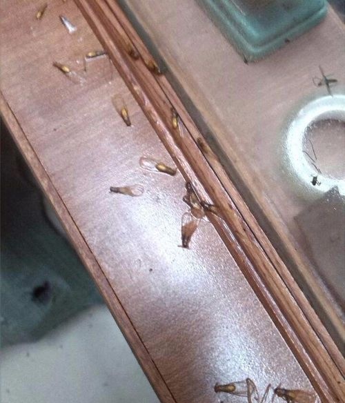 家里发现水蚁白蚁怎么办又快又好