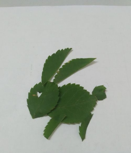 树叶小兔子怎么做 需要技巧 - 天晴经验网