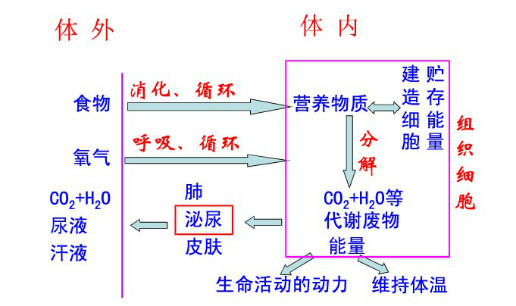 新陈代谢的概念图图片