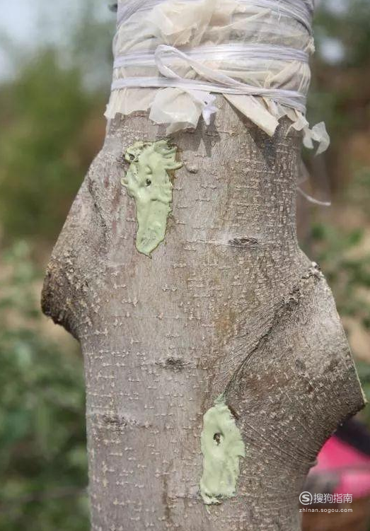 如何嫁接果树 这些知识你不一定知道