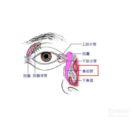 结膜囊是哪个位置图图片