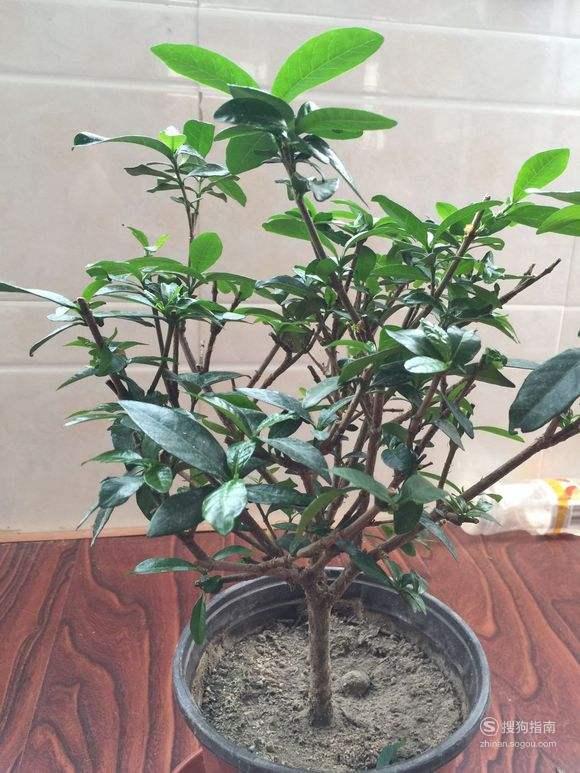 栀子花怎么养栀子花养殖方法和注意事项每天涨姿势