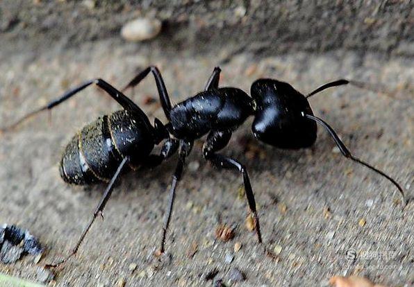 哪些人不适合吃黑蚂蚁?
