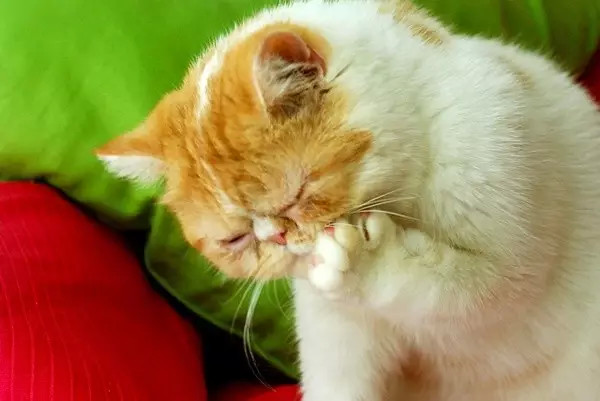 牙痛怎么快速止痛