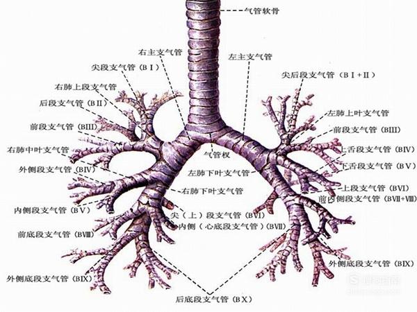 支气管扩张的典型症状 - 天晴经验网