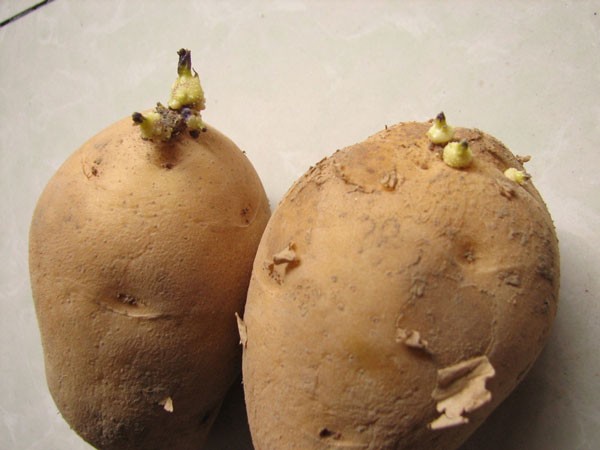 土豆长了芽还能不能吃什么情况