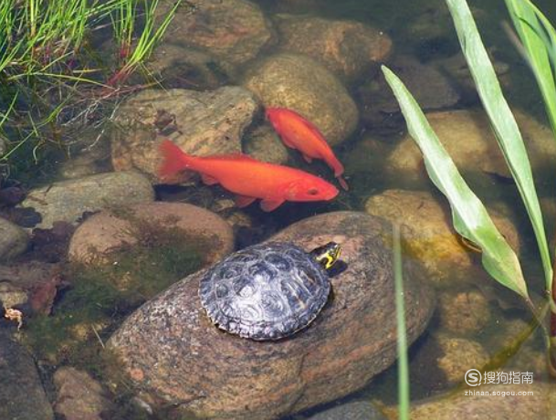 鱼龟混养的方法