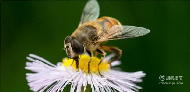 蜜蜂养殖技巧,值得一看