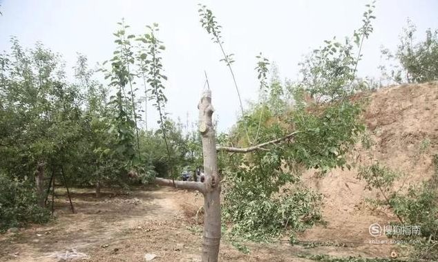 如何嫁接果树 这些知识你不一定知道