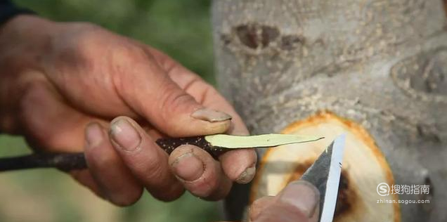 如何嫁接果树 这些知识你不一定知道