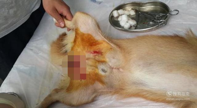 狗狗做绝育手术的过程与护理