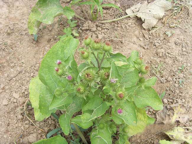 牛蒡子的功效与作用今天又博学了