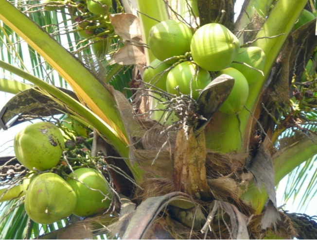 青椰子要怎么打开喝椰汁