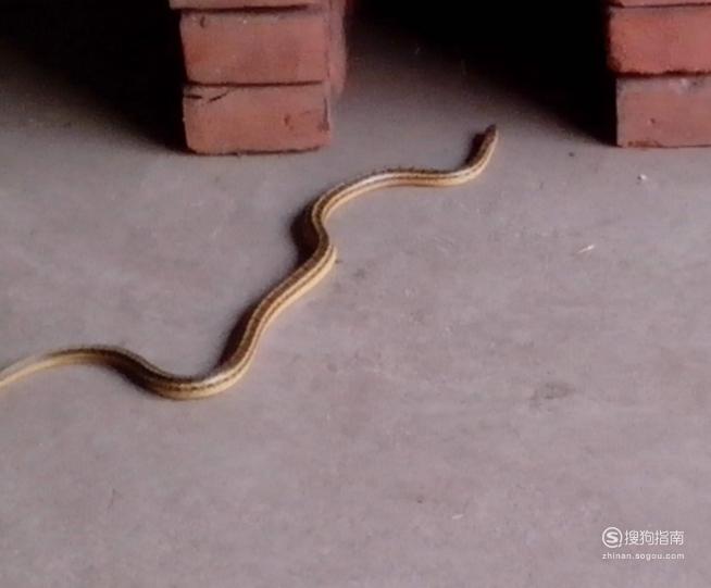 家蛇为什么不能打家里有蛇怎么驱赶