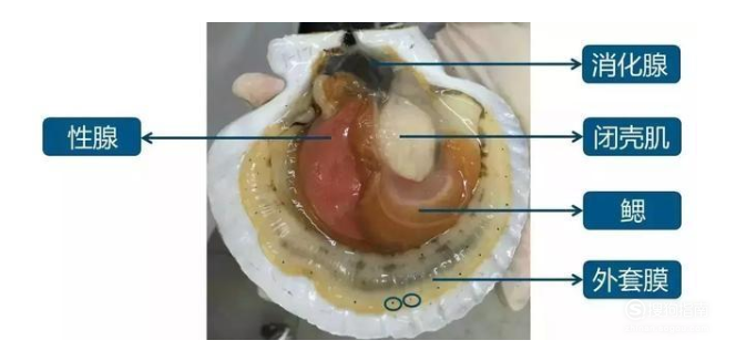 01消化腺(内脏)扇贝属于滤食性生物,靠吸收海水中的藻类和微生物存活