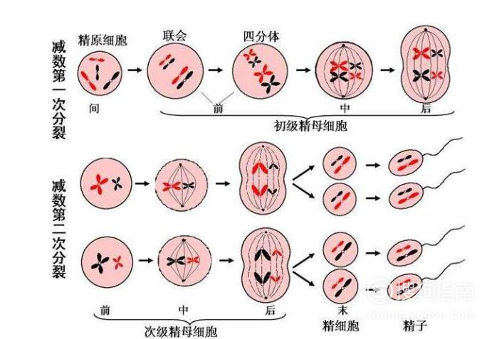 (姐妹)染色单体4n中期:排列在赤道板上,着丝点未断,dna4n,染色体2n