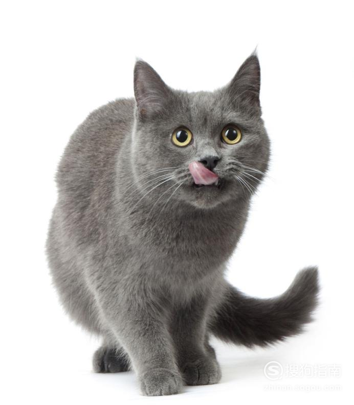 01埃及猫,别名法老王猫,埃及神猫.原产地为埃及,为中型短毛猫品种.