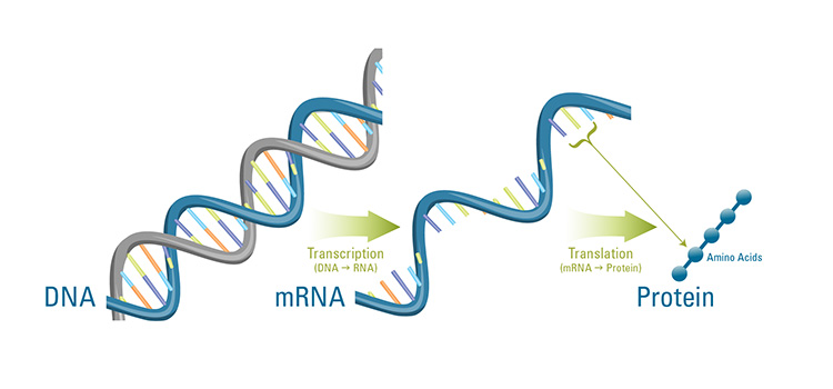 信使RNA(mRNA) - 搜狗科学百科