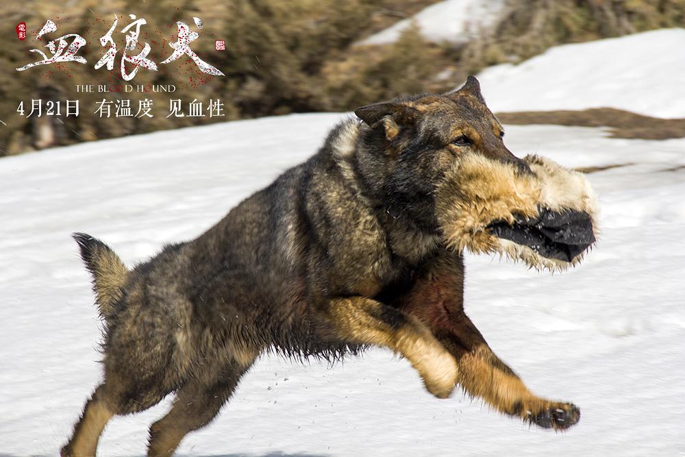 雪狼犬
