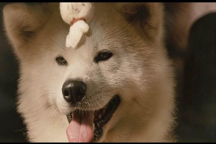 《星守之犬》全集-高清电影完整版-在线观看