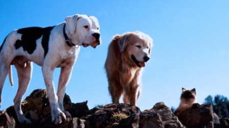 再世人狗缘 高清电影 完整版在线观看