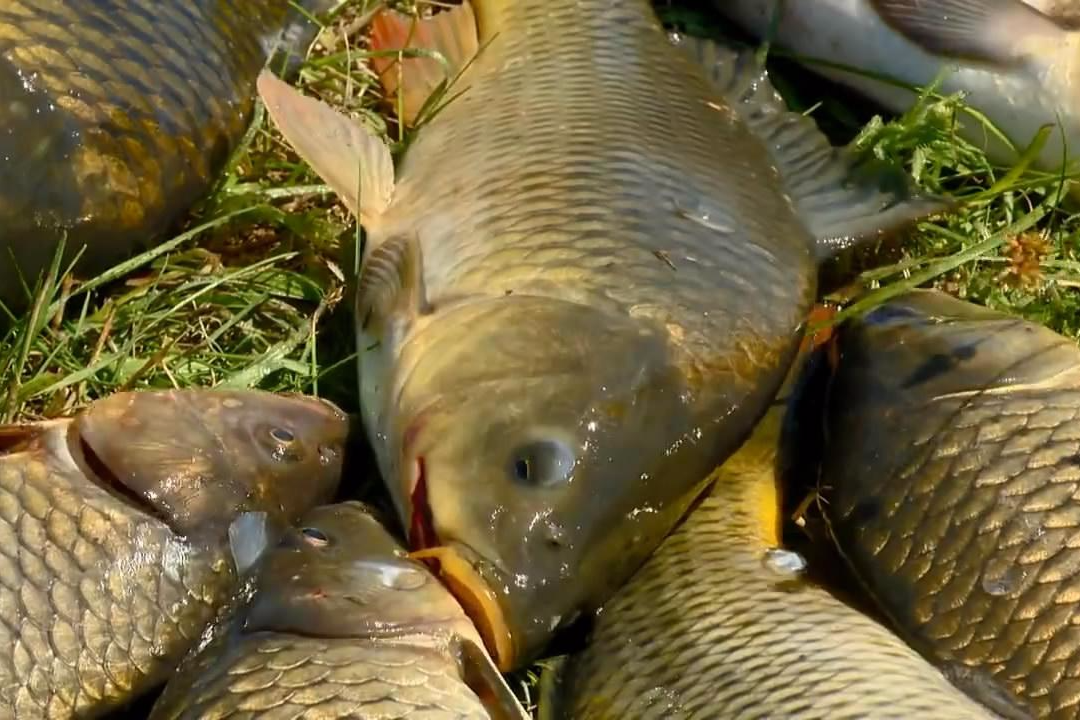 Ловля карпа видео. Ловля карпа. Карп на траве. Рыбалка на карпа. Ловля карпа летом.