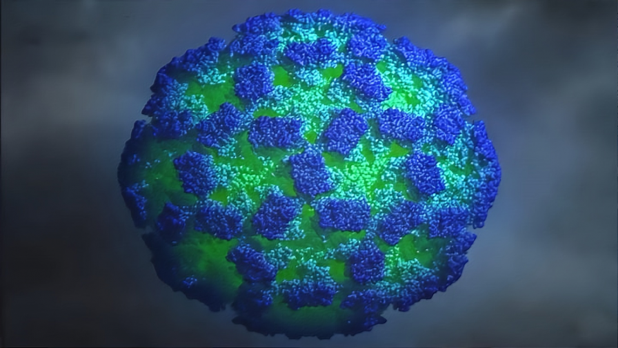 Норовирус что это такое. Норволк вирус и норовирус. Норовирус строение вируса. Вирус Норфолк. Норовирусы микробиология.