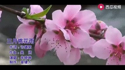 三月桃花雨歌词 搜狗搜索