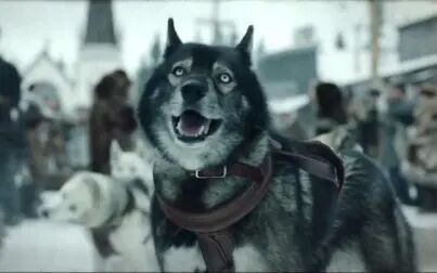 雪橇狗领头狗是哪个电影 搜狗搜索