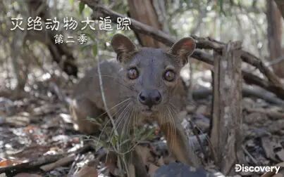 灭绝动物大追踪第二季 全集 电视剧 免费在线观看