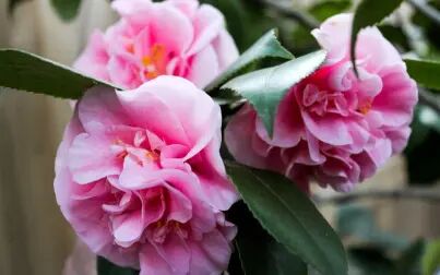 山茶花英文 搜狗搜索