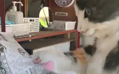 猫先生视频 搜狗搜索