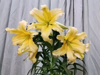 百合的英文名 搜狗搜索