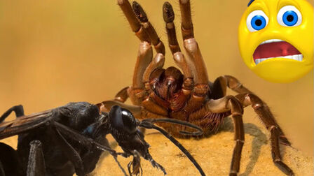 蜘蛛属于什么类动物 搜狗搜索