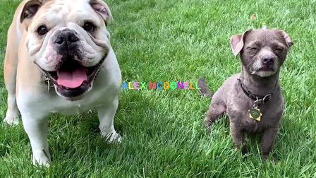 Puppy Love是什么意思中文 搜狗搜索